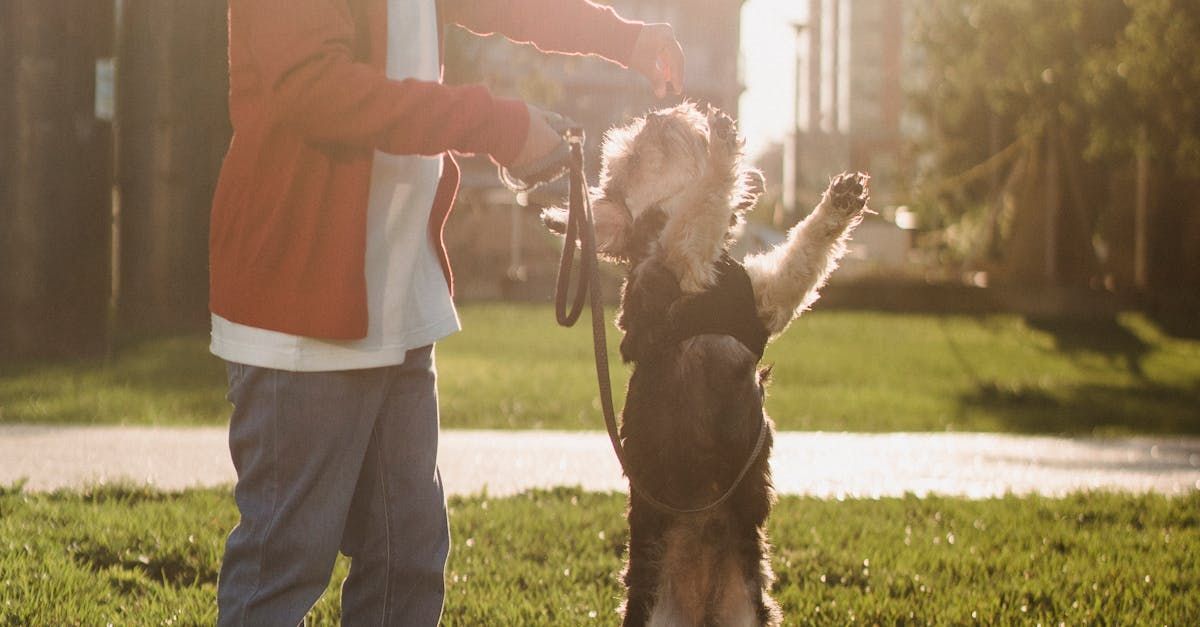 A man is playing with a dog on a leash in a park.