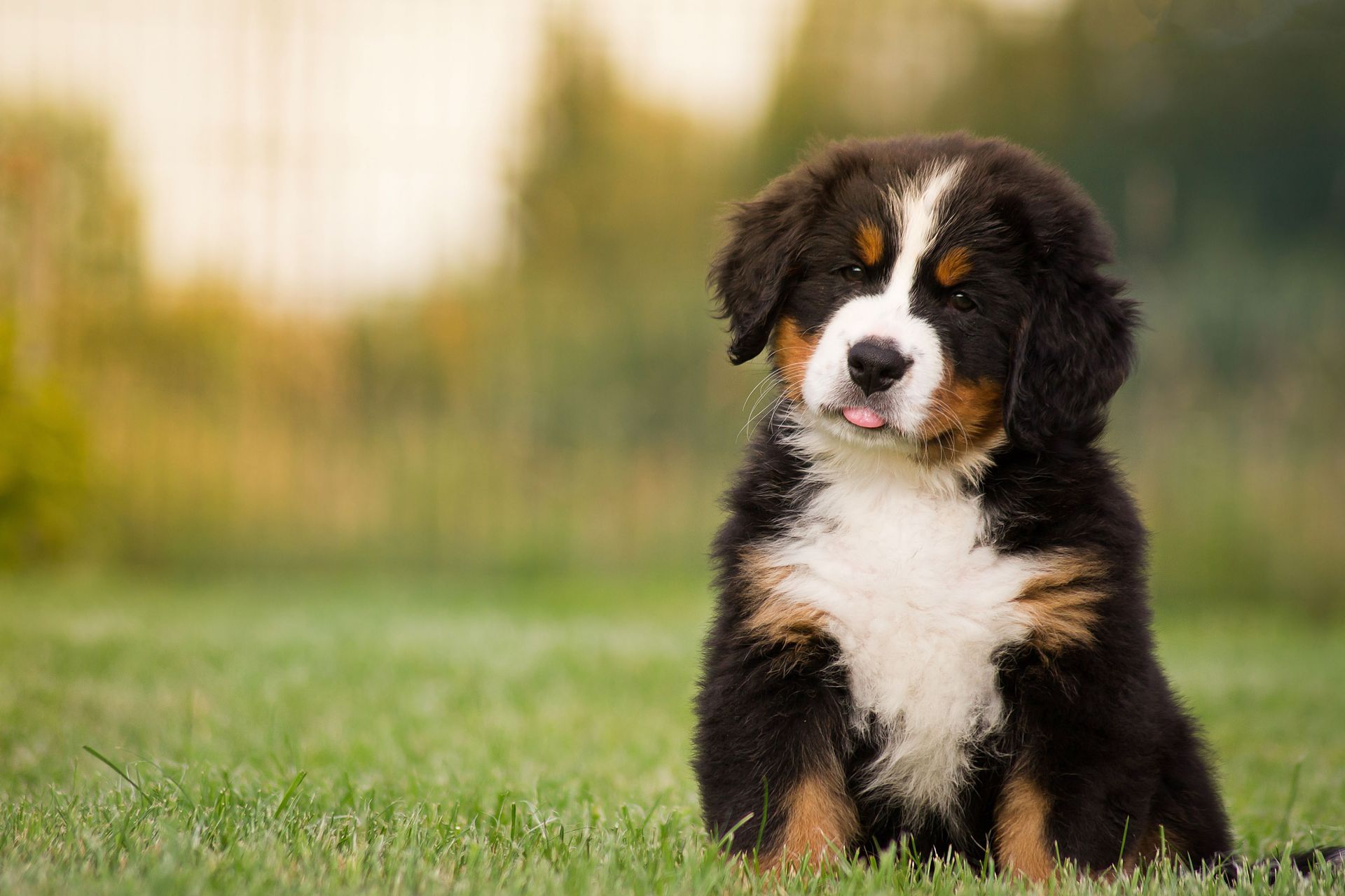 Bernese Mountain Dog puppy sits on grass, tongue sticking out, with black, white, and brown markings.