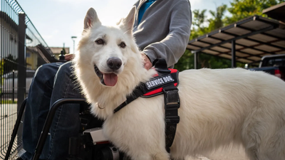 White service dog wearing a harness assists a person in a wheelchair outdoors.