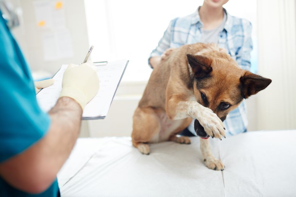 A dog is being examined by a veterinarian while a woman looks on.