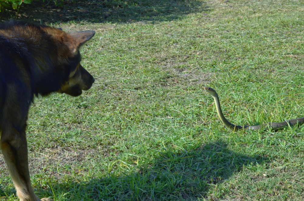 A dog is looking at a snake in the grass.