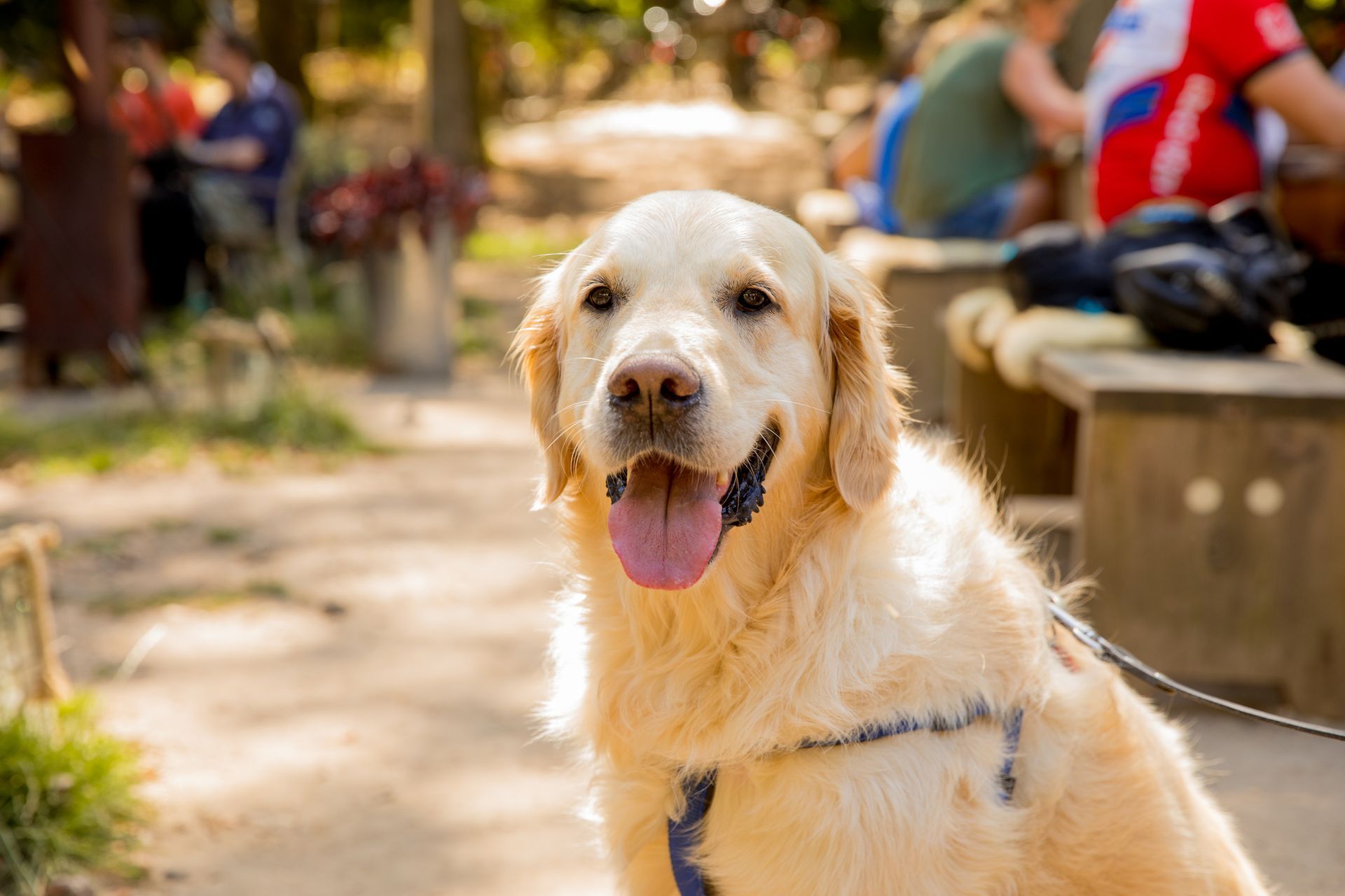 A dog is sitting on a leash in a park and looking at the camera.