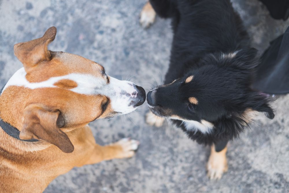 Two dogs are sniffing each other on the ground.