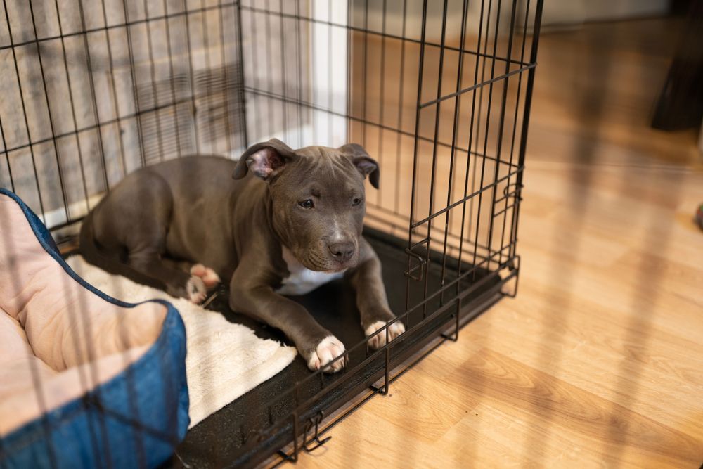 A puppy is laying in a cage on the floor.