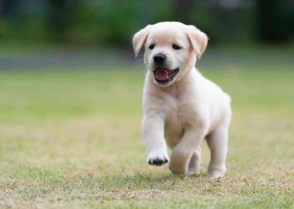 puppy running outside with mouth open