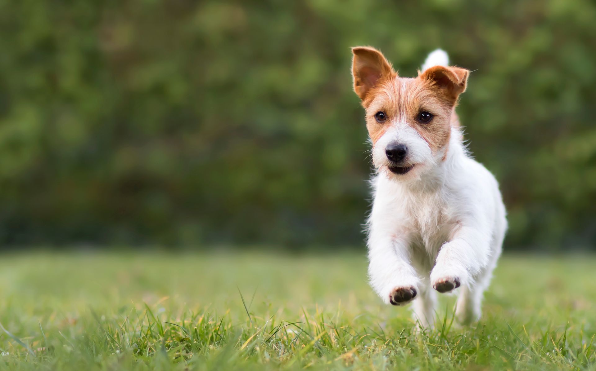 A small brown and white dog is running in the grass.