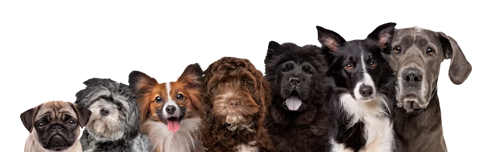 Seven dogs of different breeds lined up, facing the viewer, against a white background.