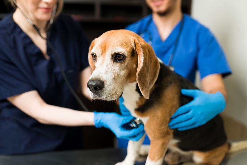 A beagle dog is calmly being examined by two veterinarians.