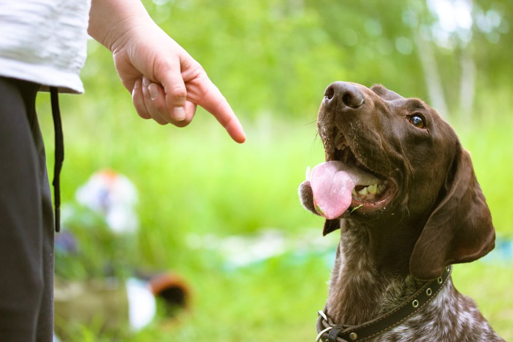 A person is pointing at a dog with their finger.