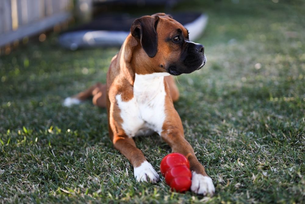 A boxer dog is laying on the grass with a red ball in its mouth.