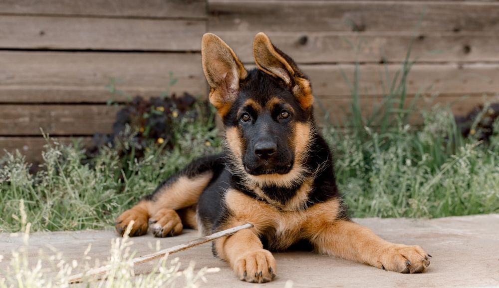 A german shepherd puppy is laying on the ground looking at the camera.