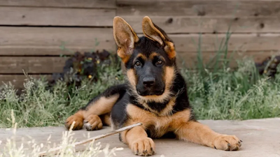 German Shepherd puppy with perked ears, lying on concrete, looking forward, against a wooden fence.
