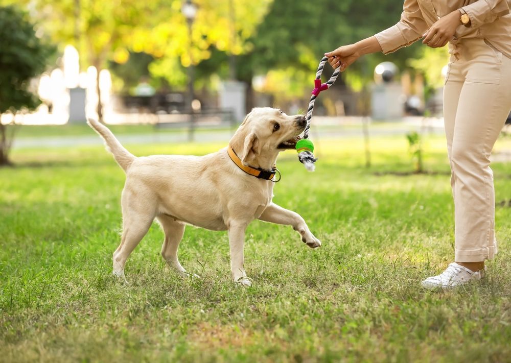 A woman is playing with a puppy on a leash in a park.