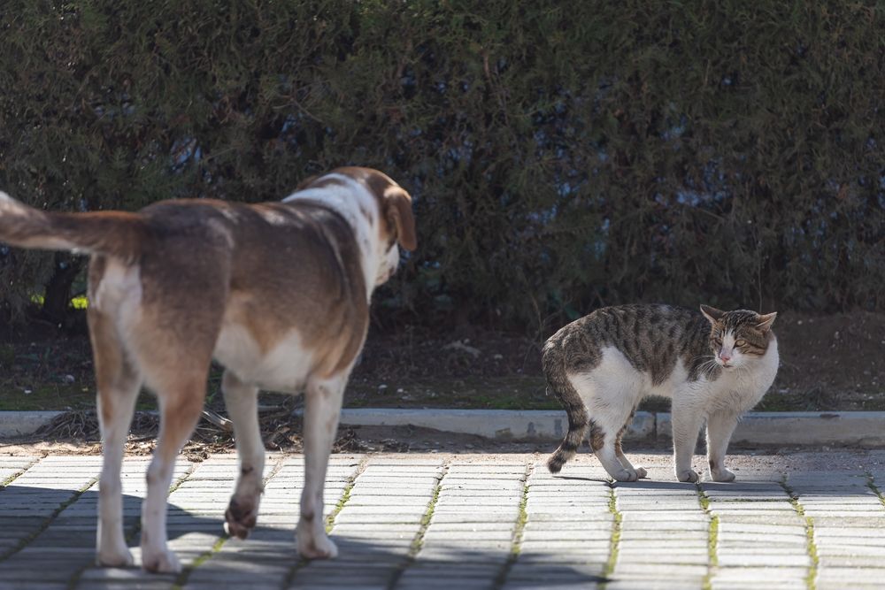 A dog and a cat are standing next to each other on a sidewalk.