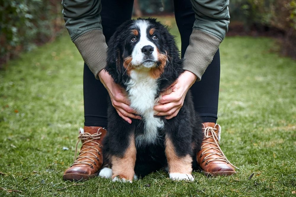 A person is kneeling down next to a bernese mountain dog puppy.