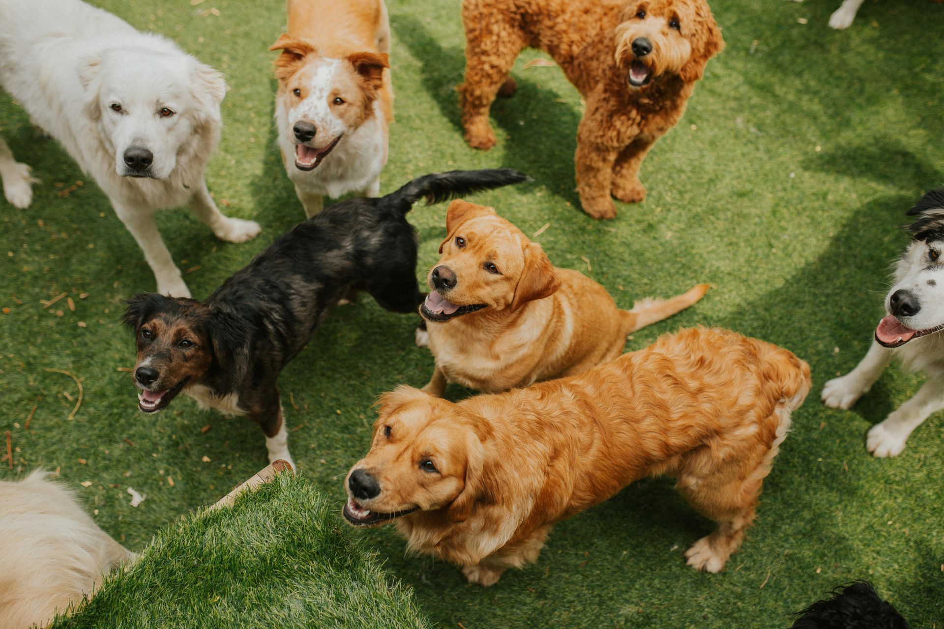 A group of dogs are standing on top of a lush green field.