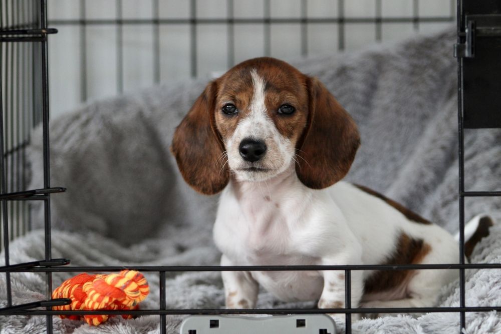 A brown and white puppy is sitting in a cage.