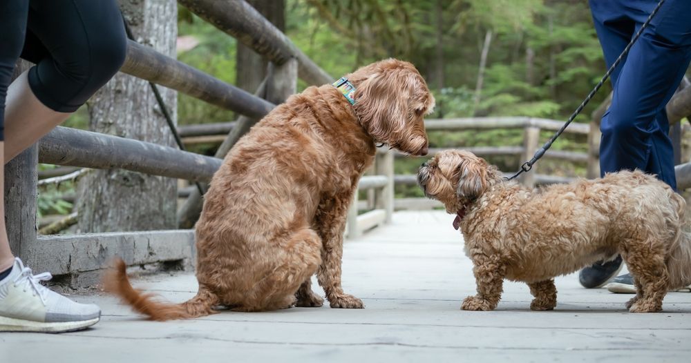 Three dogs are sitting on a wooden bridge looking at each other.