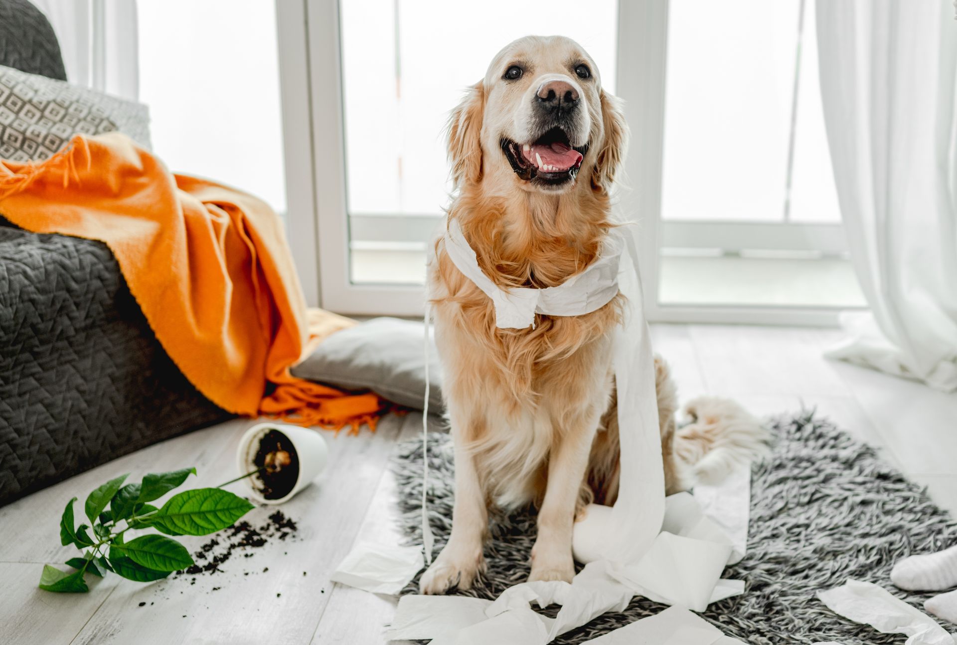 A dog is sitting on a rug covered in toilet paper.