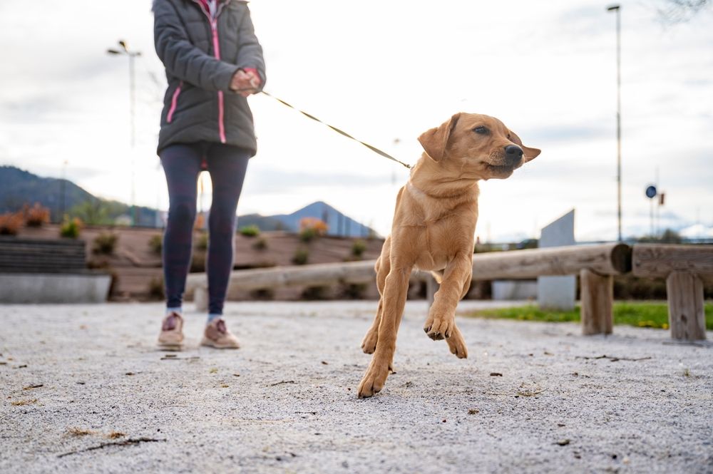 A woman is walking a dog on a leash in a park.