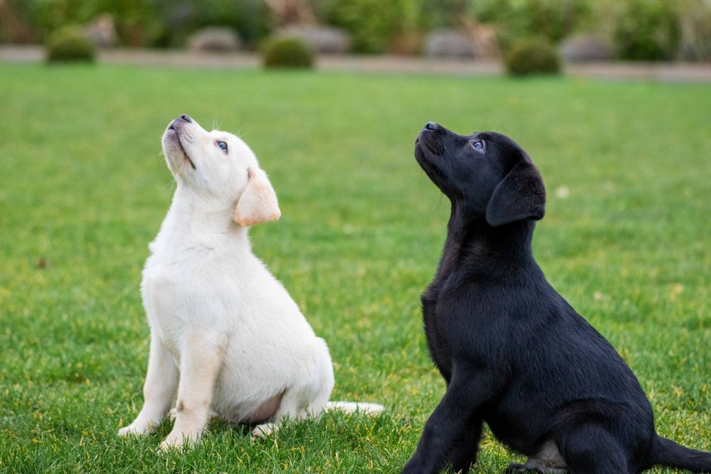 Two puppies , a white and a black , are sitting in the grass looking up.