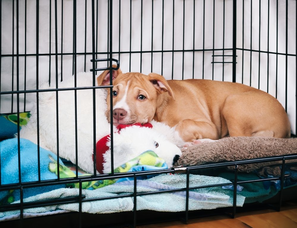 A brown and white dog is laying in a cage with a stuffed animal.