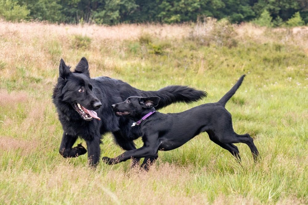 Two black dogs are playing in a grassy field.