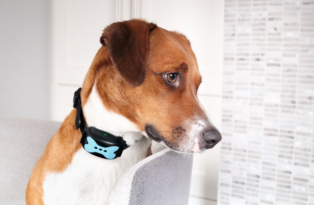 A brown and white dog wearing a blue collar is looking at something.