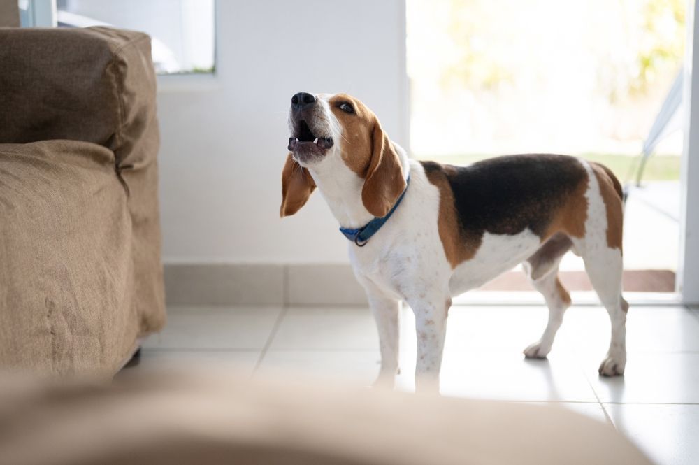 A beagle dog is standing in a living room and barking.