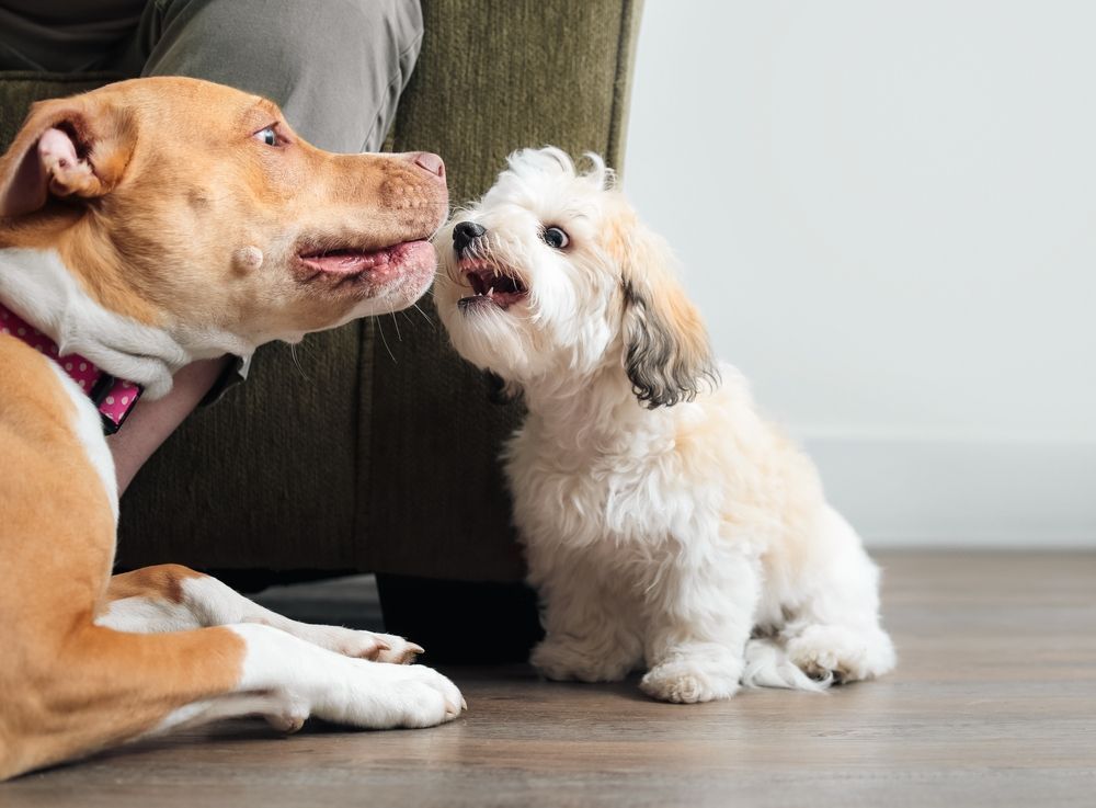 Two dogs are looking at each other in a living room.