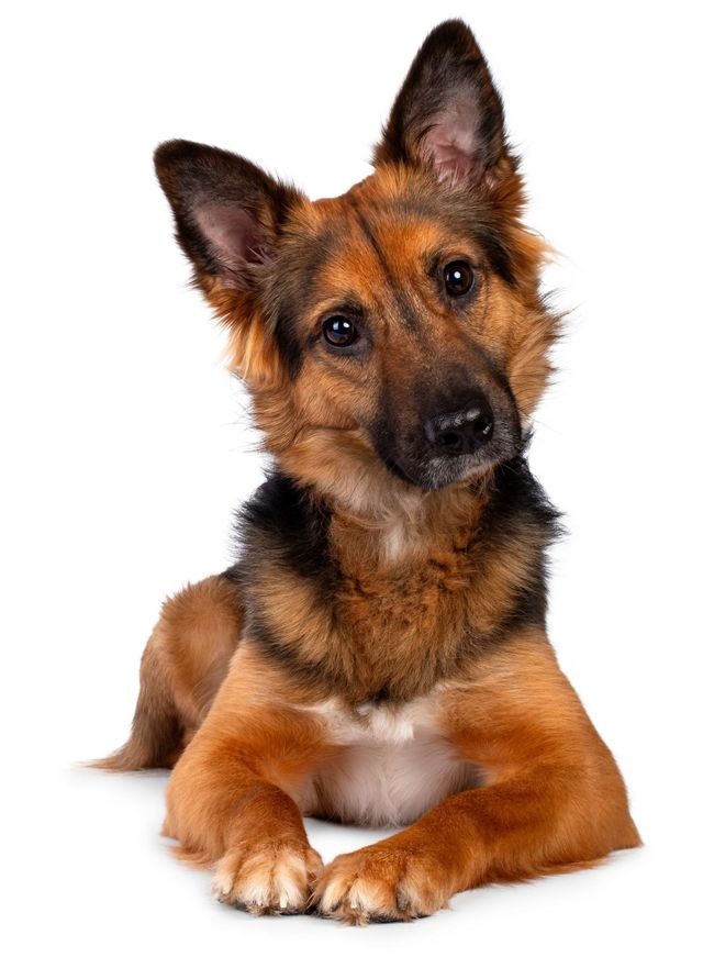 German Shepherd Island Dog Obedience Dog Training On Long Island