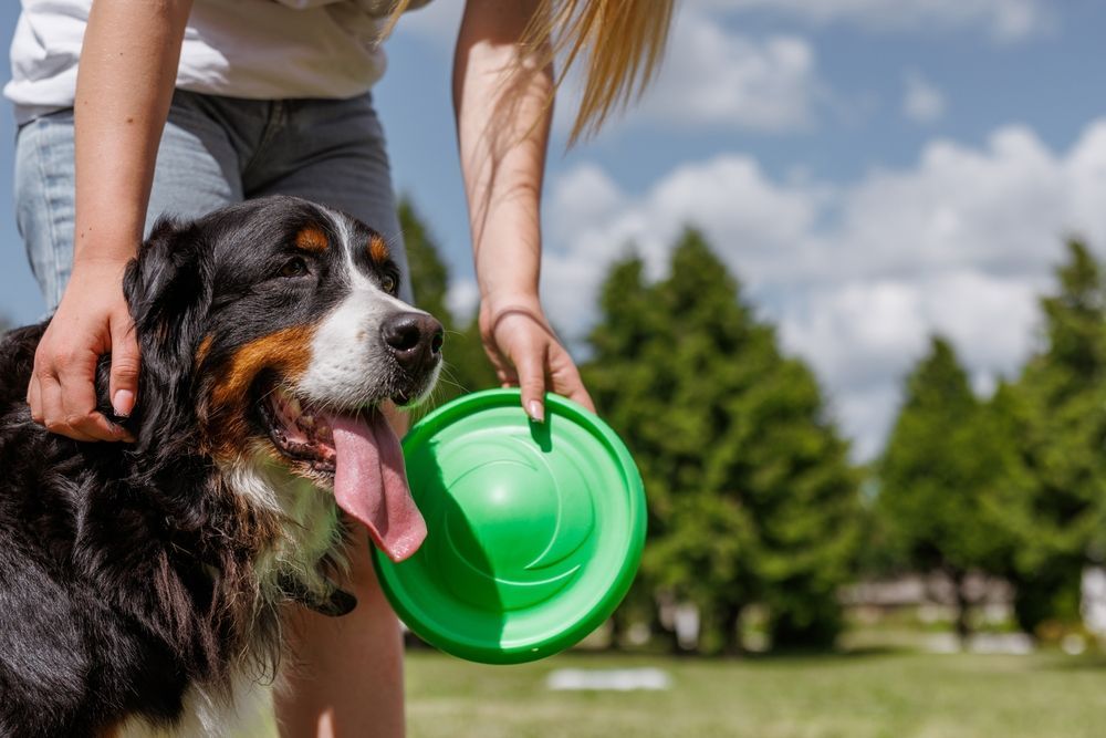 A woman is playing frisbee with her dog in a park.