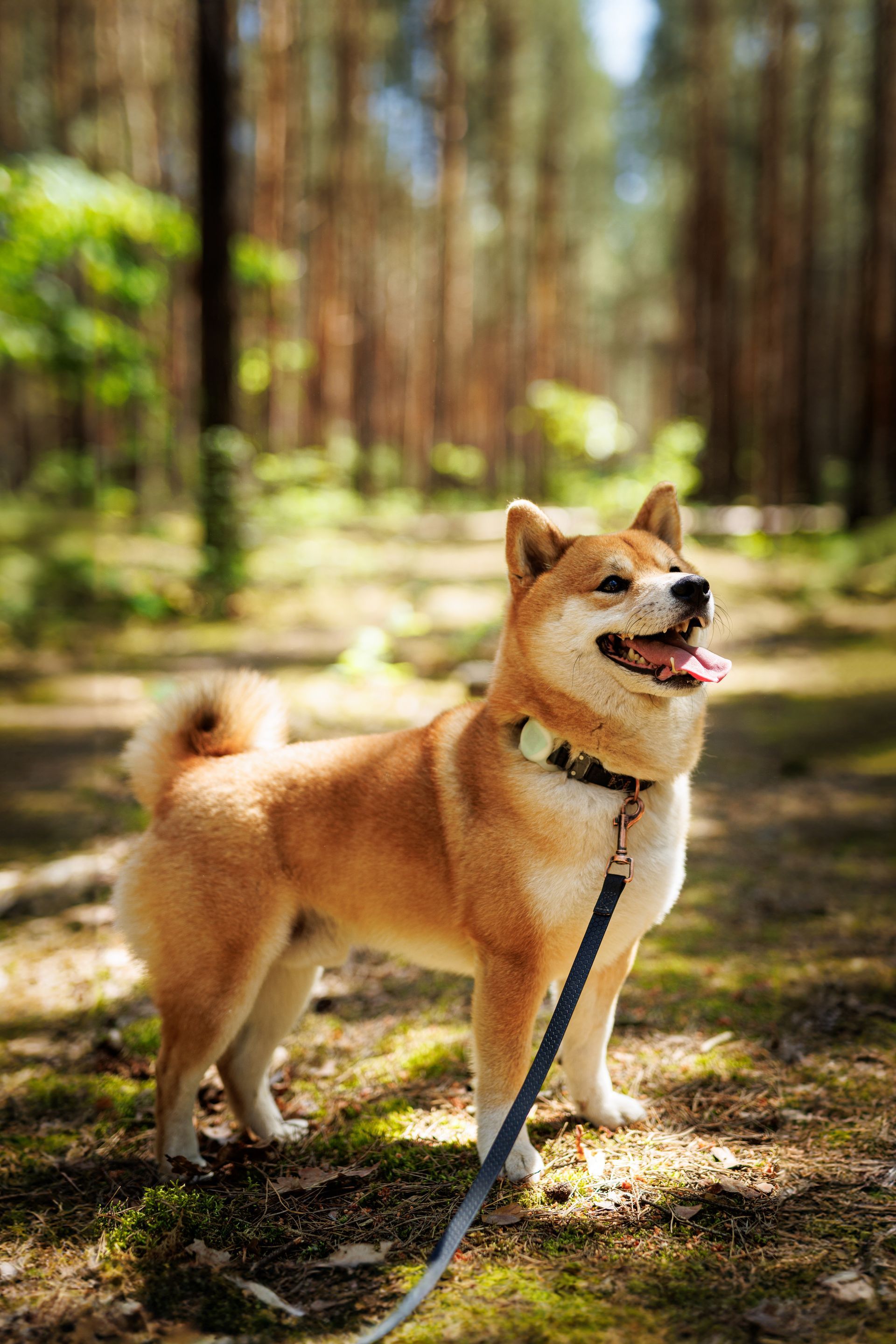 A shiba inu dog is standing on a leash in the woods.