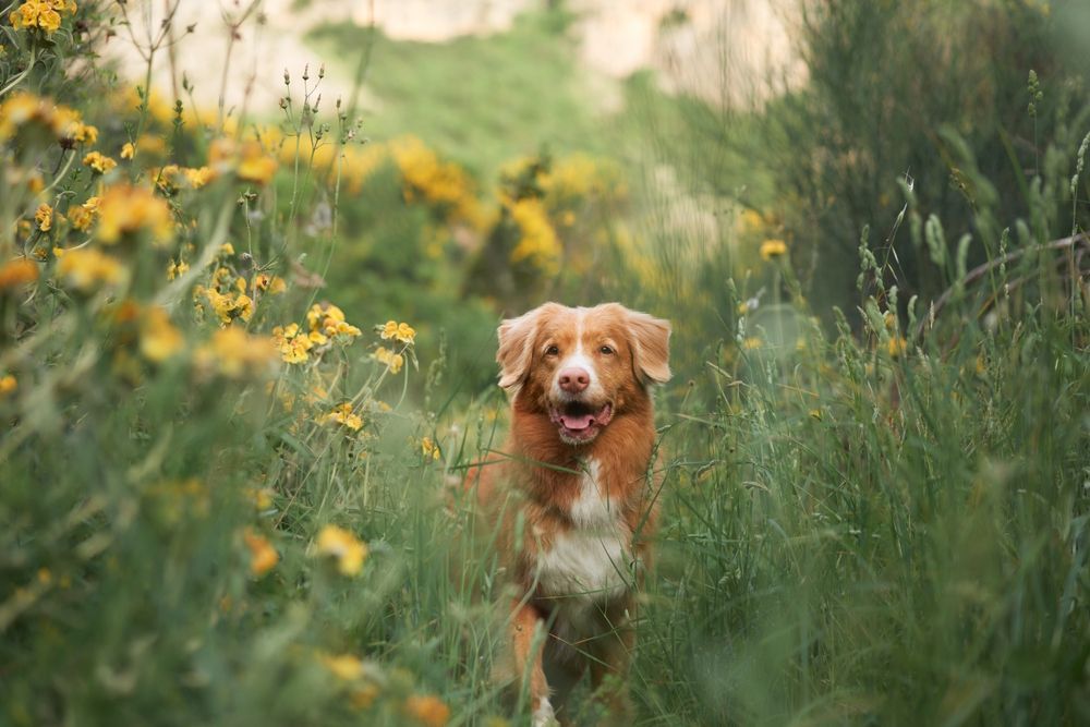 A dog is running through a field of flowers.