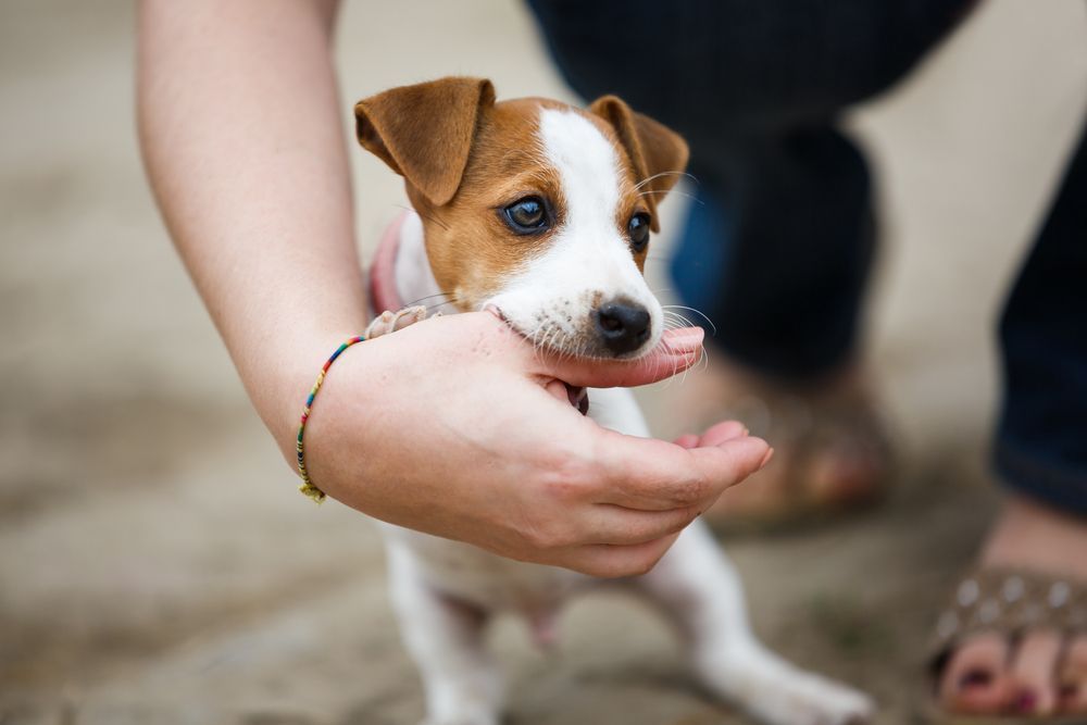 puppy playfully biting owner's hand