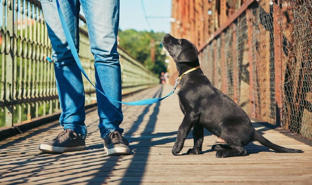 A person is walking a dog on a leash on a bridge.