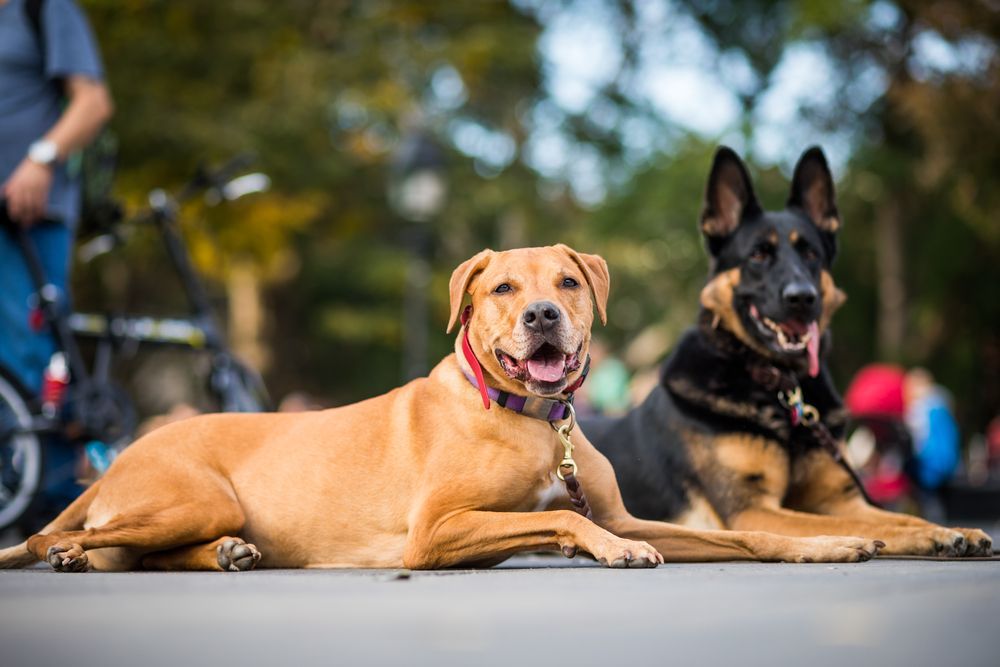 Two dogs are laying next to each other on the sidewalk.