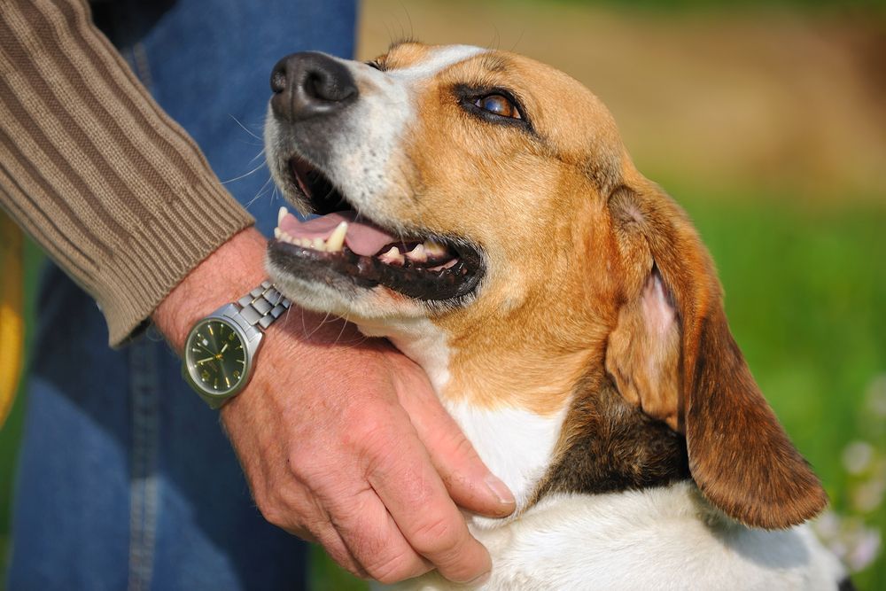 A man is petting a beagle dog while wearing a watch.