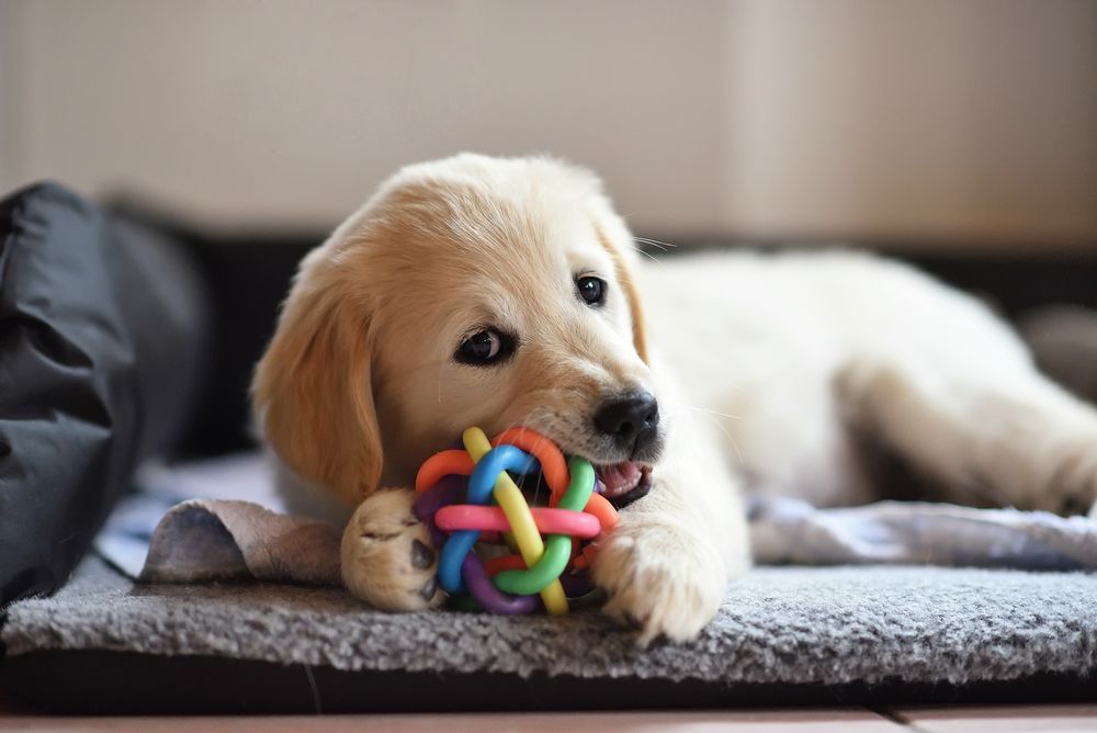 puppy playing with a chew toy to help prevent biting, nipping and mouthing