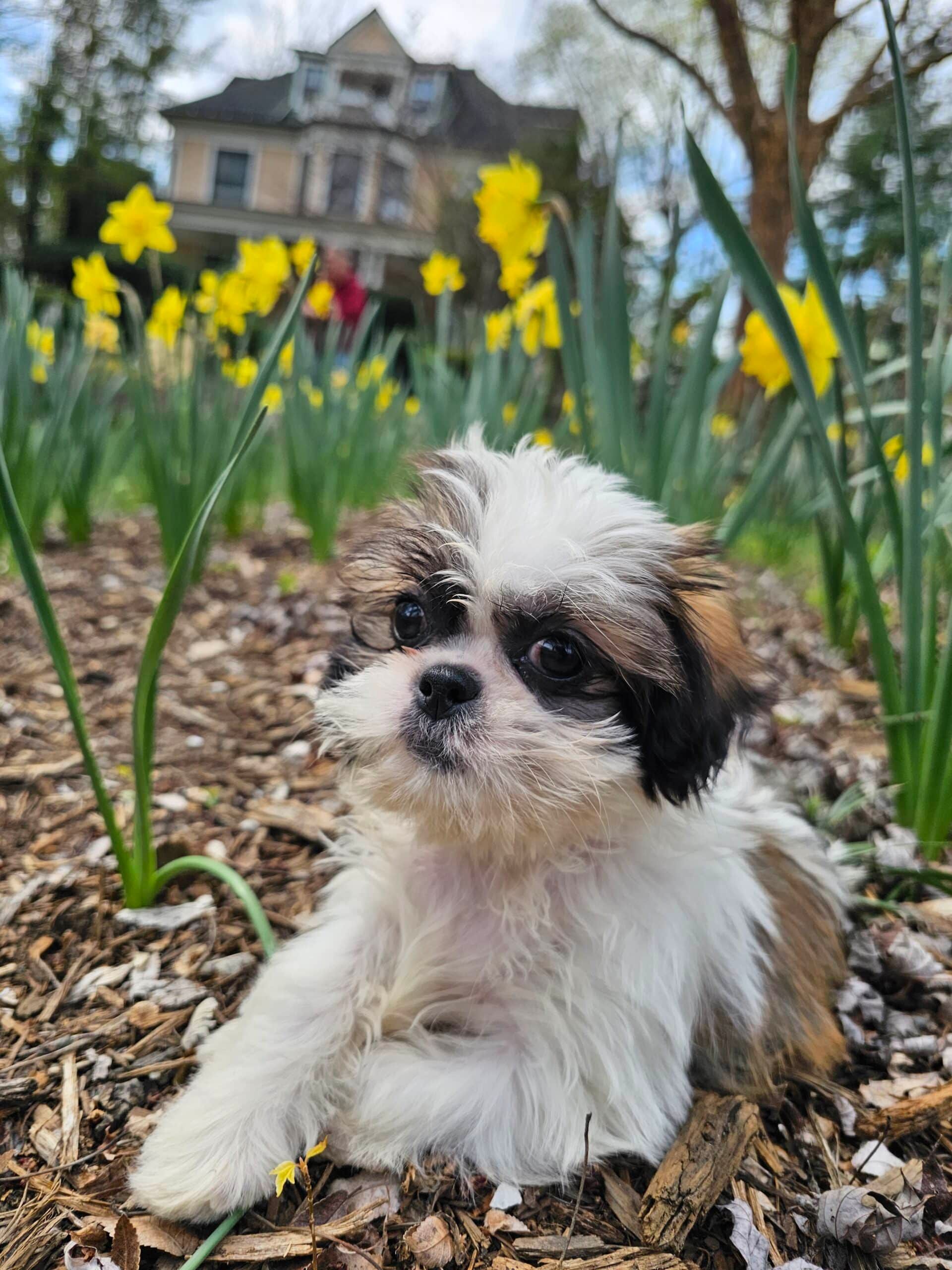 Shih Tzu puppy in flowerbed with daffodils, a house in the background.