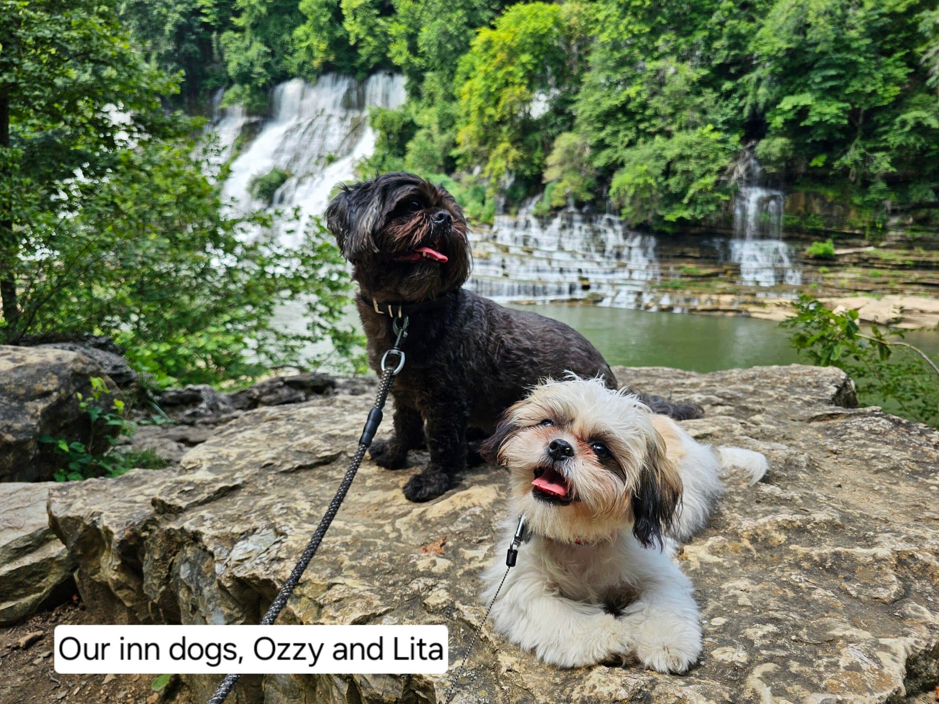 Two dogs, Ozzy and Lita, on rocks with waterfalls in the background. Black dog looking up; white dog lying down.