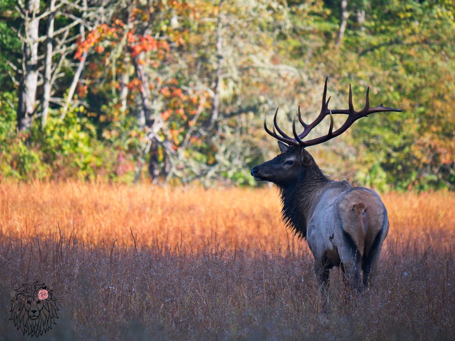 Bull elk with large antlers stands in a field of tall grass with colorful fall foliage in the background.