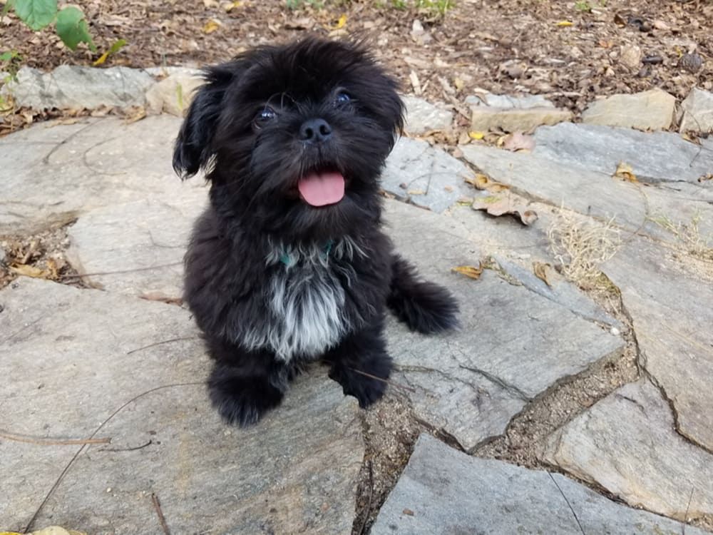 Black Shih Tzu puppy with white chest sits on stone path, tongue out, looking up.