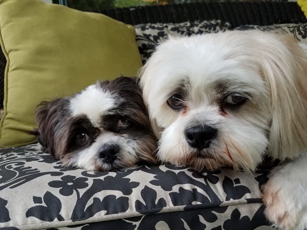 Two Shih Tzus, one black and white, one white and tan, resting heads on a patterned cushion.