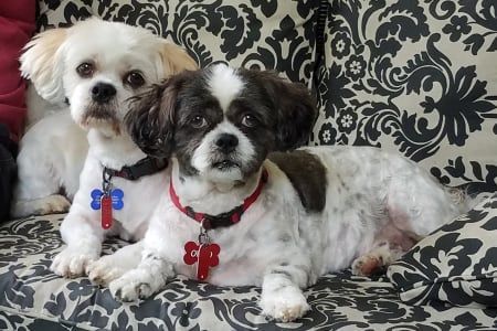Two small dogs with short fur, one white and one spotted, lying on a patterned couch.