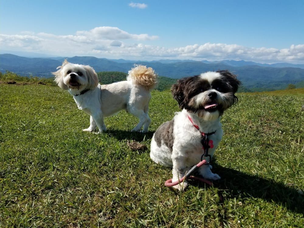 Two Shih Tzus on a grassy hillside with mountain views. One is white, the other black and white.