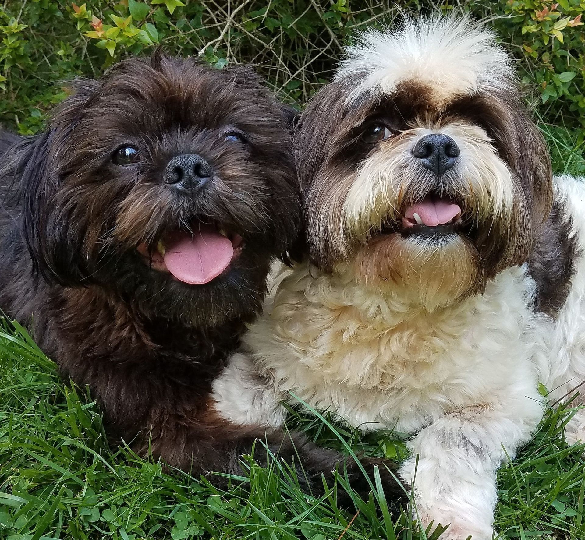 Two small dogs, one black, one white and brown, lying on green grass, smiling.