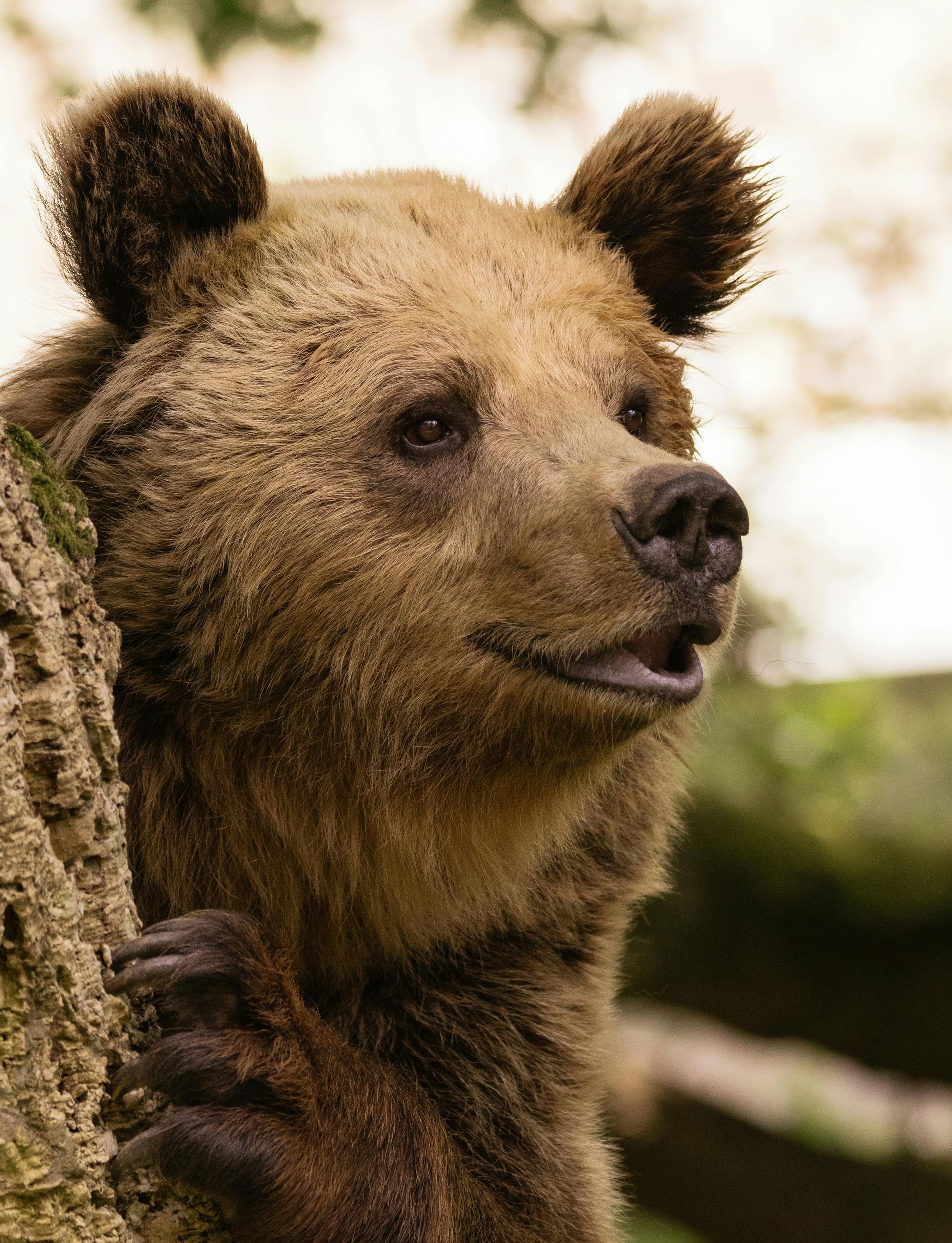 Bears Vikings