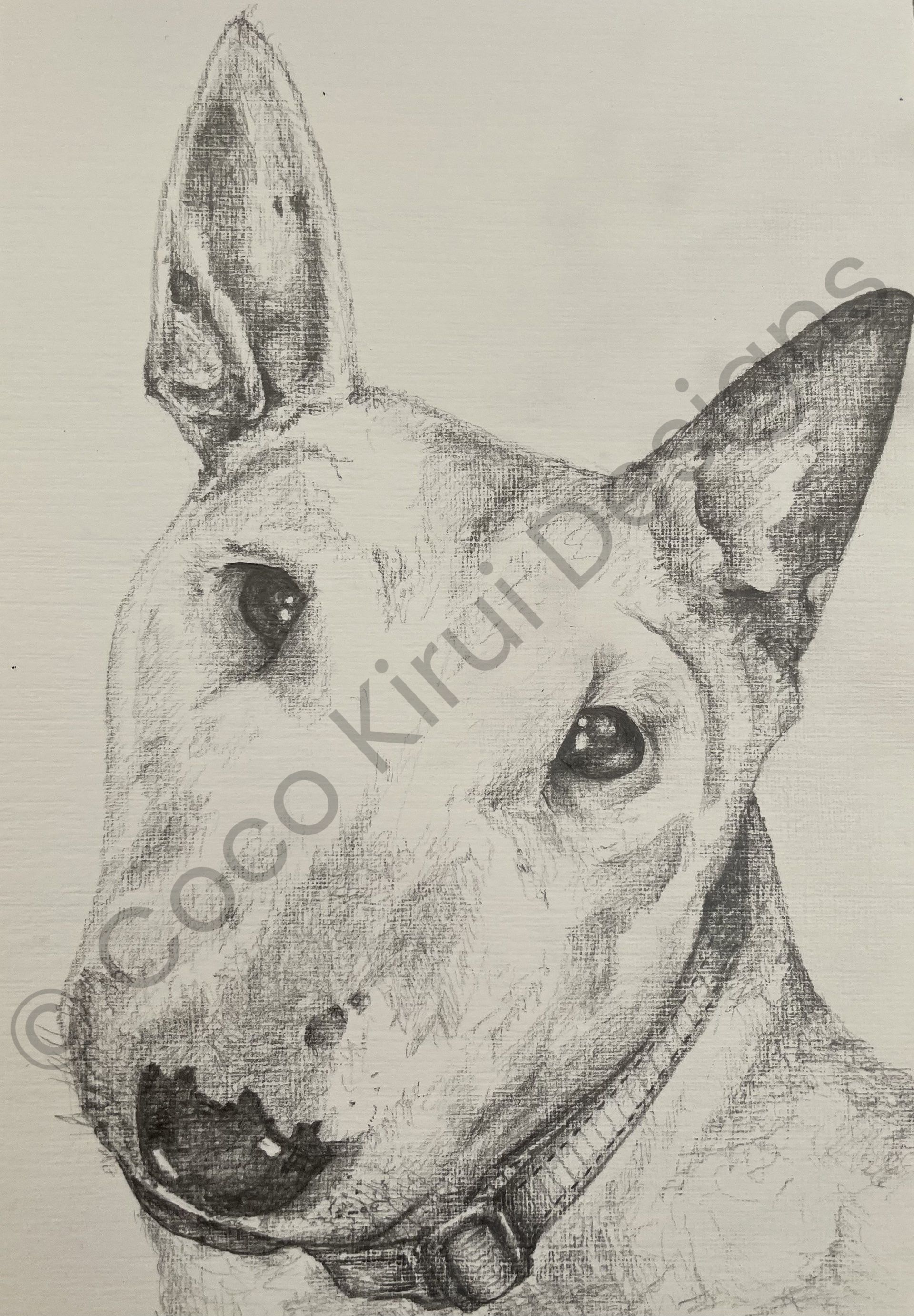 Bull-terrier drawing