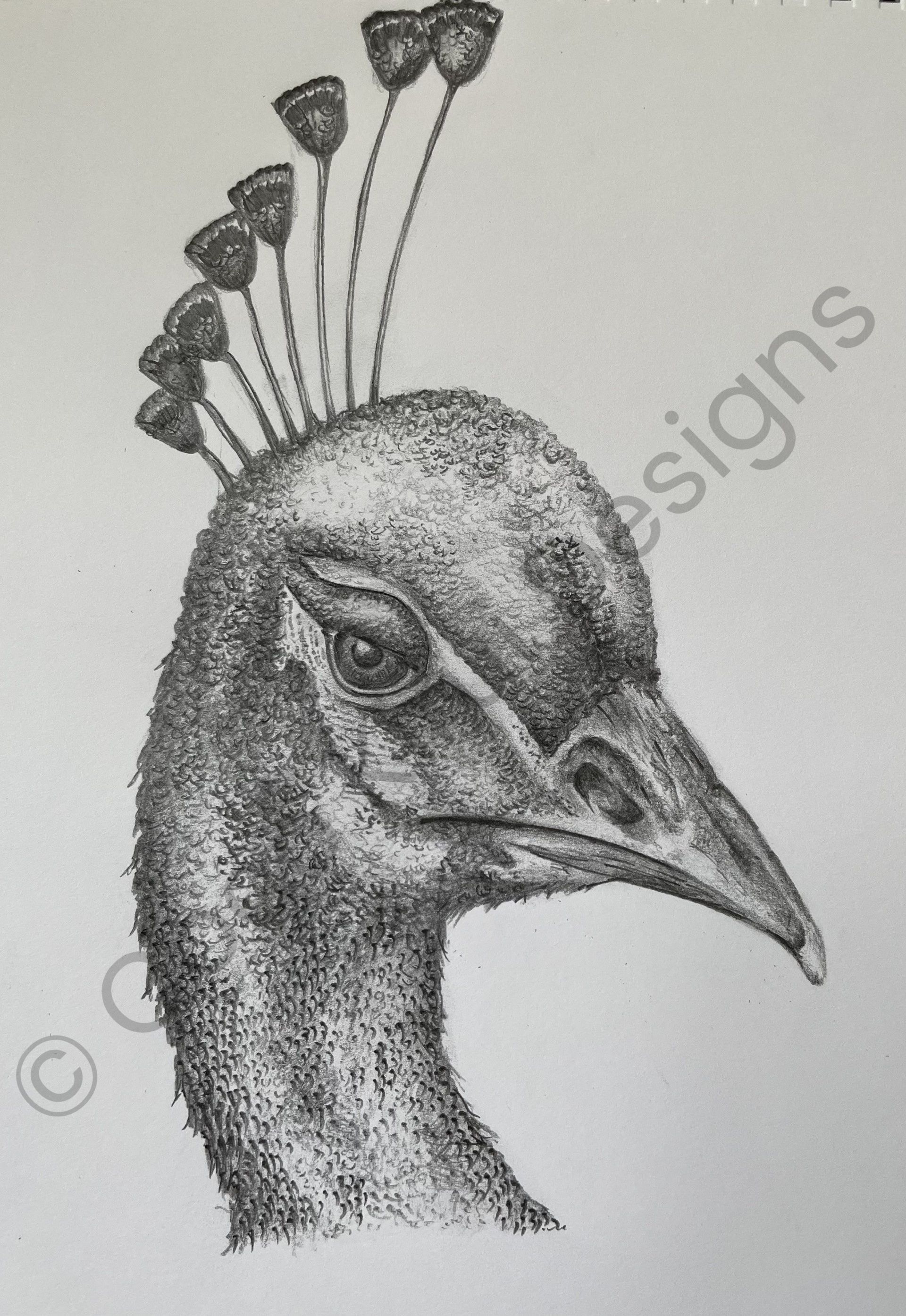 Peacock drawing